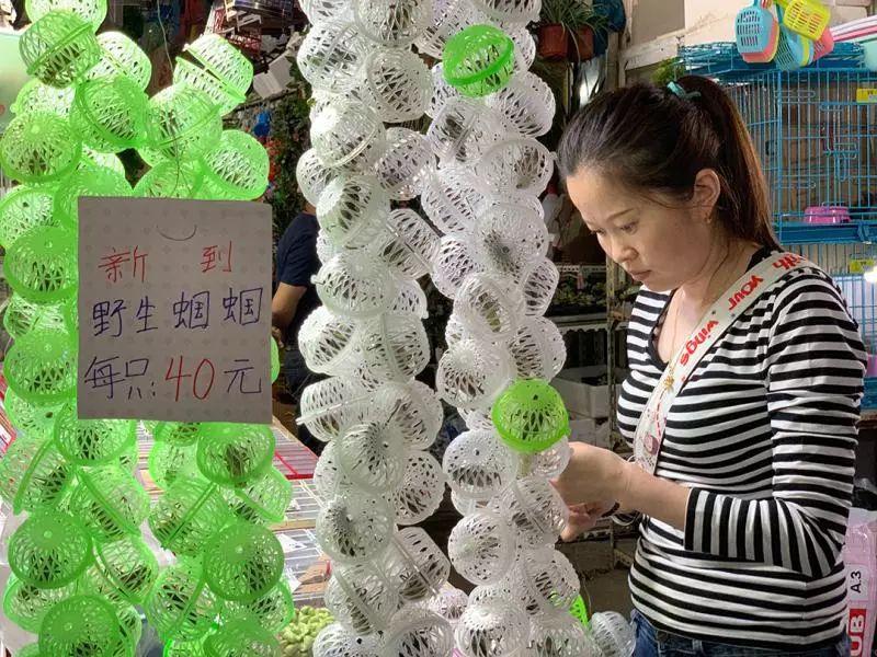 济南买宠物去哪个市场_南昌宠物花鸟鱼木市场_去花鸟市场买宠物