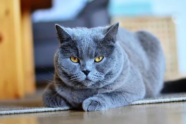 宠物猫品种图片有多少种_宠物猫都有哪些品种及图片_宠物猫品种图鉴