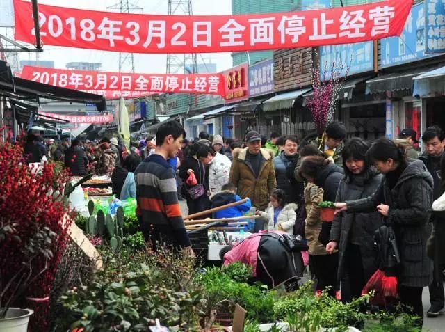 买宠物去花鸟市场还是宠物店_去花鸟市场买宠物_花鸟市场宠物店