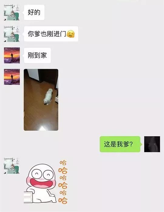 一条宠物狗_宠物狗条虫_宠物狗条件假设