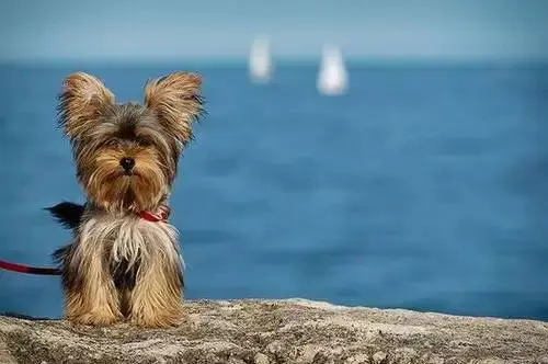 宠物狗价格一览表_宠物狗价格_宠物狗价格排行