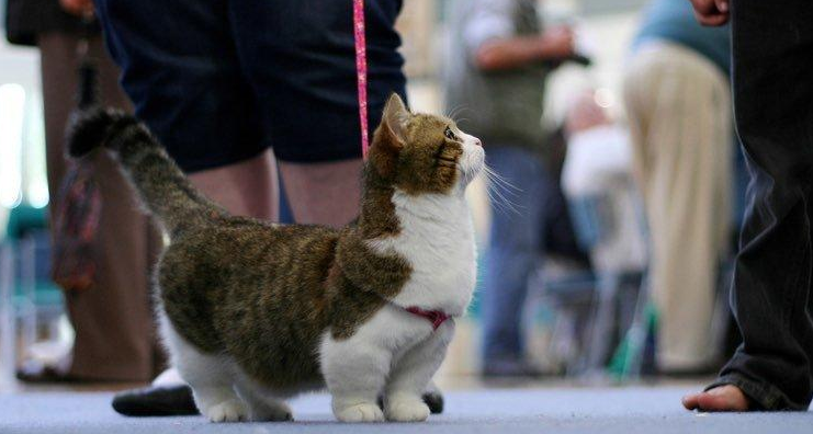 曼基康猫多少钱一只_曼基康猫是什么意思_曼基康猫缺点和优点