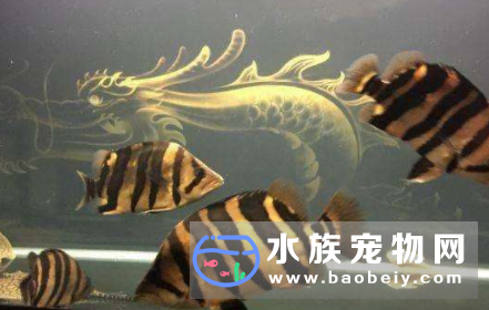 水族箱只能饲养一种虎鱼