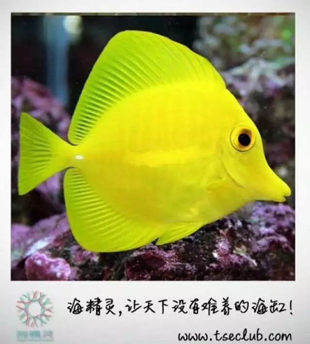 适合家养的海洋动物_动物和植物在家养下的变异_什么动物适合家养