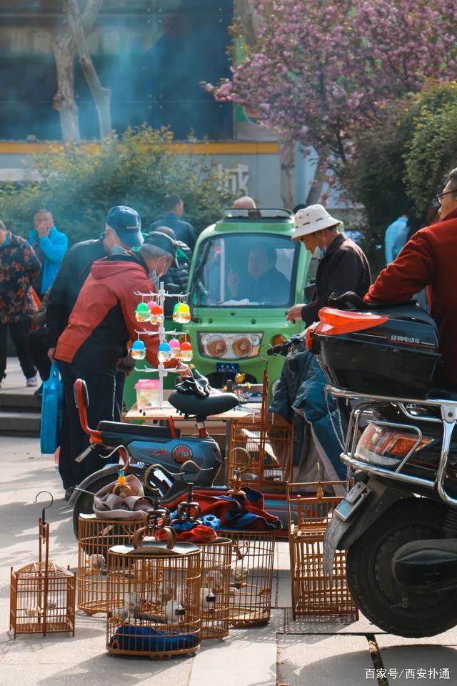 宠物狗市场价格表_宠物狗交易市场_狗狗宠物市场