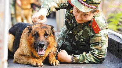 中国警犬官网_警犬中国品种_中国的警犬第一名