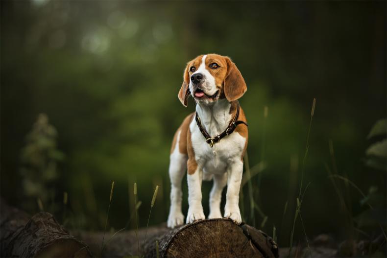 如何训犬做各种动作_训练所有犬的视频_人犬训练方法有哪些