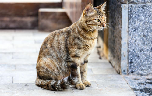 有哪几种猫_有哪些猫种_猫的种类有哪些