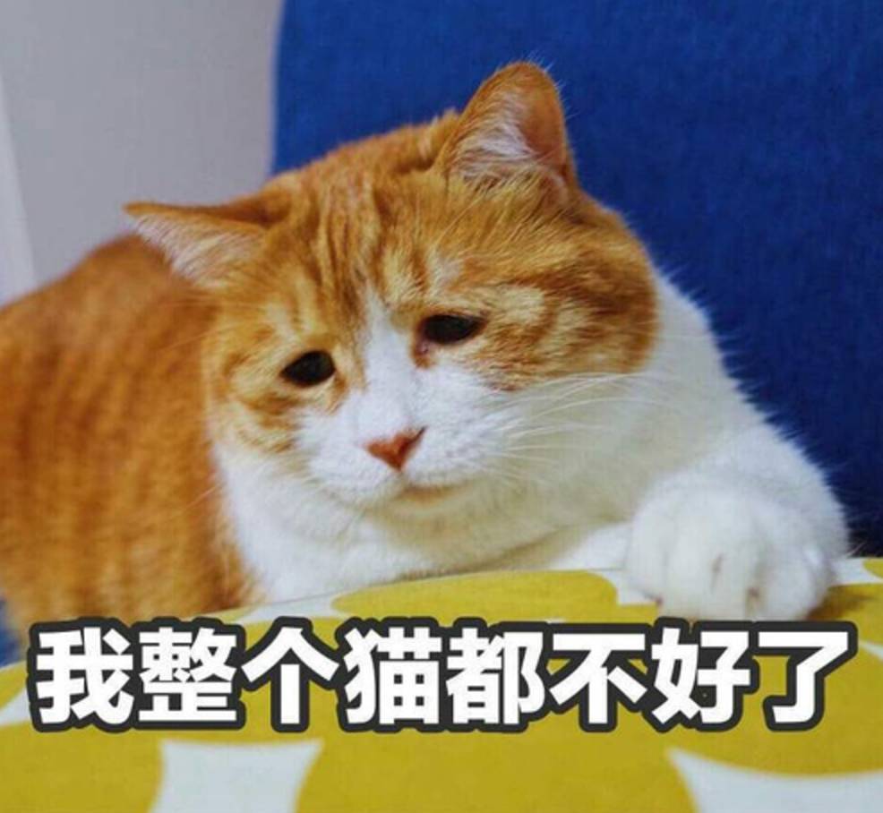 有哪几种猫_猫的种类有哪些_有哪些猫种