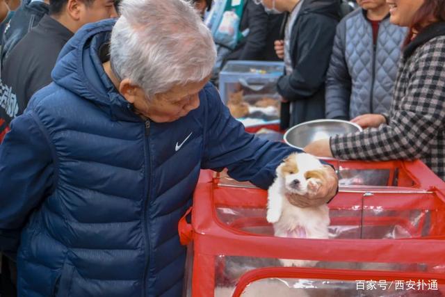 狗狗宠物市场_宠物狗交易市场_宠物狗市场价格表