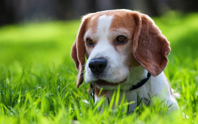 人犬训练方法有哪些_如何训犬做各种动作_训练所有犬的视频