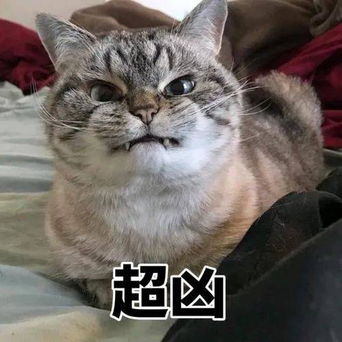 很反感猫_猫反感你的表现猫的诡异禁忌_猫反感你的表现