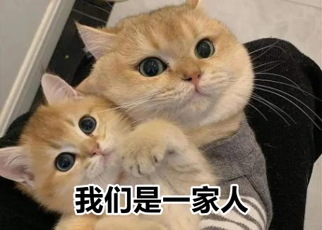 养猫适合养什么植物_初次养猫适合养什么_养猫适合买什么材质的沙发