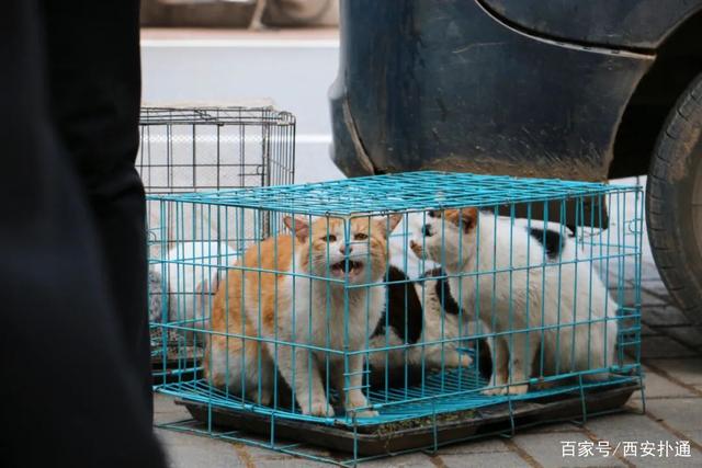 狗狗宠物市场_宠物狗市场价格表_宠物狗交易市场