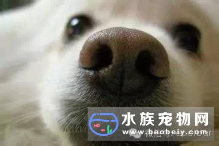 柴犬的鼻子发干的原因