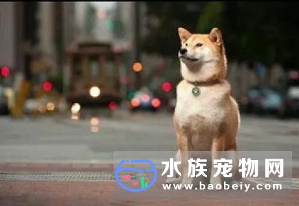 柴犬的鼻子发干的原因