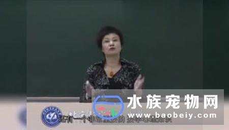 家庭养什么热带鱼宠物鱼什么最好养