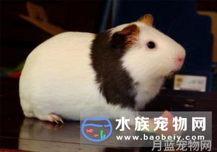 荷兰猪怎么饲养？新手怎么养豚鼠？