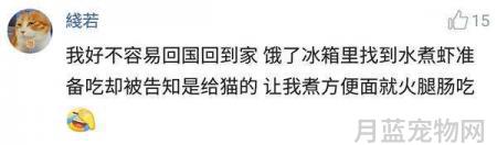 这只狗狗只能活3至6个月,美国男子做了一个艰难的决定:给狗狗截肢