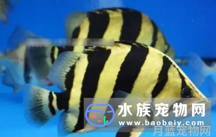 水族箱只能饲养一种虎鱼