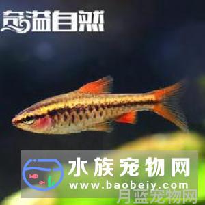 热带鱼是海水鱼吗?对养鱼用水的温度调节方法