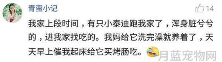 这只狗狗只能活3至6个月,美国男子做了一个艰难的决定:给狗狗截肢