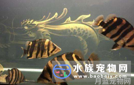 水族箱只能饲养一种虎鱼