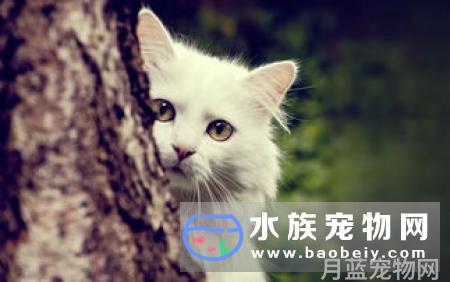 猫咪总是五点多起来吵我，宠物早上起太早吵人怎么办？