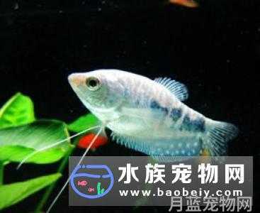 热带鱼是淡水鱼吗?家庭饲养管理热带鱼知识大全,拿走不谢!