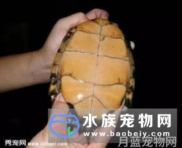 鳖和乌龟的区别,也许在很多人眼里,乌龟和鳖看上去是差不多的